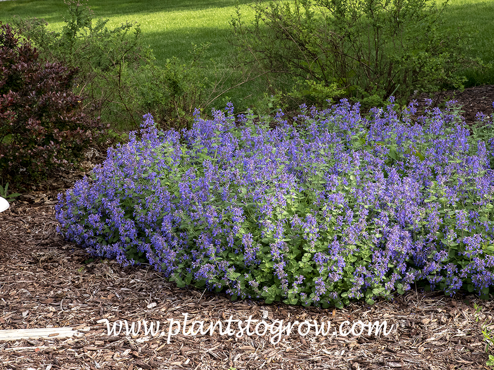 Early Bird Catmint (Nepeta x faassenii)